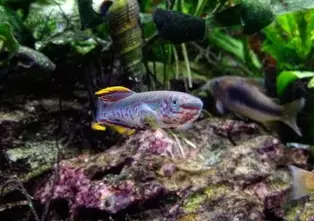 Gardners Prachtkärpfling